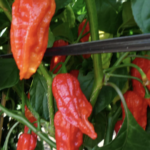 日本一辛い唐辛子と言われている『辛富士』は、完全に殺戮兵器だったww