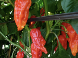 日本一辛い唐辛子と言われている『辛富士』は、完全に殺戮兵器だったww