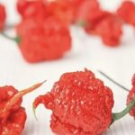 過去に世界一辛い唐辛子だった『ドラゴンズ・ブレス』とは?特徴や辛さレベルを解説!