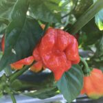 悪魔の唐辛子、トリニダード・スコーピオン・ブッチ・テイラーの秘密に迫る