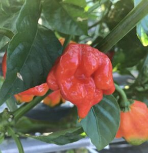 悪魔の唐辛子、トリニダード・スコーピオン・ブッチ・テイラーの秘密に迫る