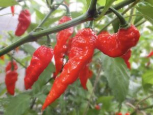 究極の辛さ！ブートジョロキア唐辛子の魅力とおすすめの食べ方