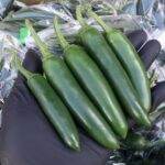 痺れる辛さと独特の風味、ハラペーニョの魅力に迫る