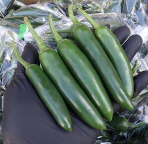 痺れる辛さと独特の風味、ハラペーニョの魅力に迫る