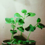 オレガノ:健康と料理に欠かせない万能ハーブ