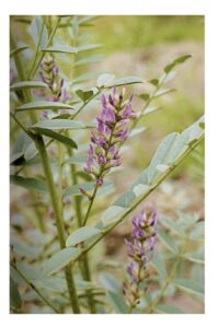 甘草(甘味料と薬草):その健康効果と料理への利用