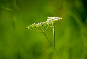 キャラウェイ:香りと風味が広がるスパイスの世界