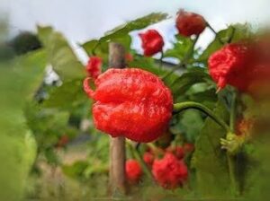 唐辛子の極み、ドラゴンズ・ブレス：辛さ248万スコヴィルの驚異