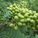 山椒の魅力と多彩な使い方:料理愛好者必見の香辛料の世界