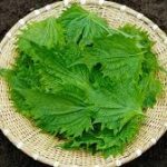 シソの香り、多彩な用途:和風ハーブの魅力と栽培の楽しみ