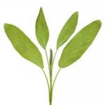 セージの魅力と使い方:植物学、料理、健康に興味がある方へのおすすめ