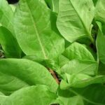 ソレルの香りと味:料理と健康の新たなアプローチ