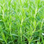 タラゴンの魔法:フランス料理の隠し味から健康への架け橋