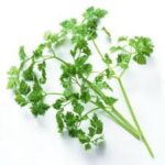 チャービルの香り、味、そして健康への贈りもの