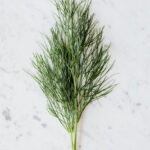 ディル（イノンド）: 古の香りが広がる、料理とアロマテラピーの魅力