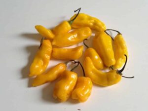 辛くて香り豊か！マダム・ジャネット唐辛子の魅力と使い方