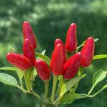 ジンバブエバード・チリ:世界のスパイスマスターの秘密兵器