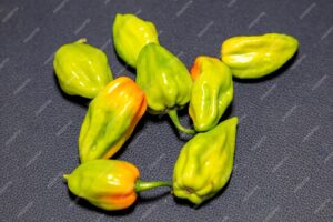 アジュマ：トロピカルな辛味の秘密兵器