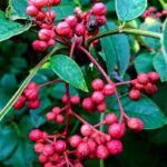 華北山椒の魅力:香辛料から庭づくりまで