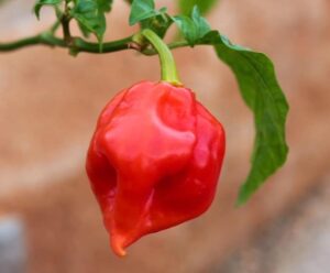 ナガ・バイパー:辛さの悪魔が織りなす驚異の世界