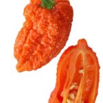 ナガ・モリッチ(Naga Morich): インドの辛さと風味、料理愛好者への挑戦