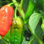 辛さと冒険の極地！ ドーセット・ナガの魅力と使い方