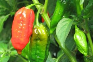 辛さと冒険の極地! ドーセット・ナガの魅力と使い方