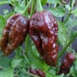 チョコレート・ブート・ジョロキア：辛味愛好者とガーデニング好きのための新たな挑戦