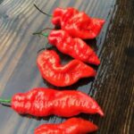 辛さと美しさの調和、ブット・ジョロキア・インディアン・カーボンの魅力