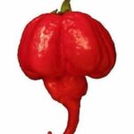 トリニダード・モルガ・スコーピオン：辛さと風味の極致を探る