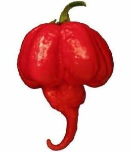 トリニダード・モルガ・スコーピオン:辛さと風味の極致を探る