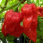 ラジャ・ミルチ:辛さと独自の風味、栽培の楽しさを味わうスパイス愛好者への挑戦