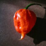 辛さと風味の極致!ナガボン・ジョロキア(Nagabon Jolokia)の魅力とおすすめの食べ方