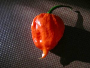 辛さと風味の極致！ナガボン・ジョロキア（Nagabon Jolokia）の魅力とおすすめの食べ方