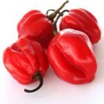辛さと香りの華麗なる調和！カリビアン・レッドハバネロの魅力と注意点