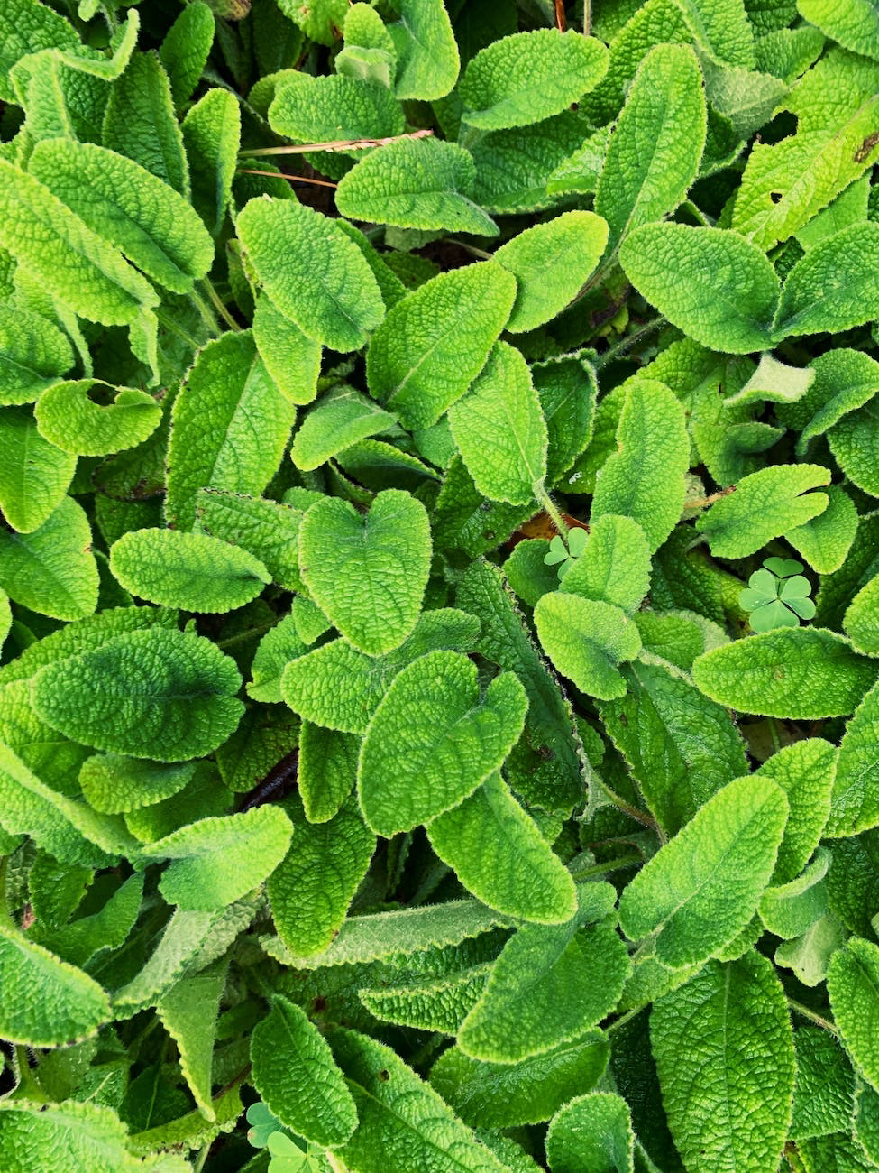レモンバームの香りと歴史：多彩な使い方で庭と健康を彩る