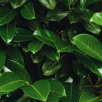 ゲッケイジュ（ローレル）：香りと歴史が紡ぐ多彩な魅力