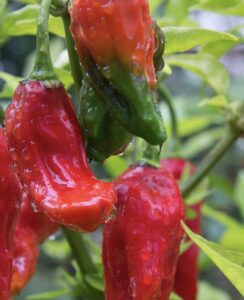 辛党必見!英国のスパイス王、ジェノベーゼの挑戦者ベッドフォードシャー スーパー ナガ