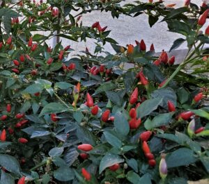 マヤ・コバネロ・ペッパー：グアテマラの宝石を味わう