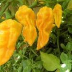 悪魔の舌を味わう:デビルズ・タンペッパーの魅力と辛さ