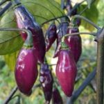 ブラジルの秘宝:ピメンタ・ダ・ネイデの驚くべき魅力と使い方