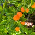 クインティショ・ペッパー:スパイス好きなら必見の万能唐辛子!