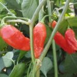 カハマルカ:ペルー発祥の中辛唐辛子の魅力と使い方