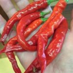 熊鷹(くまたか):福岡の辛さが詰まった唐辛子