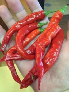 熊鷹（くまたか）：福岡の辛さが詰まった唐辛子