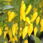 アヒ・リモン:ペルーの秘密の調味料