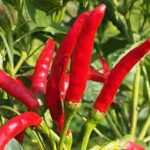 八房唐辛子：日本の調味料の隠れた宝石