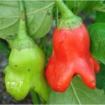 華やかな風味と独特の形状:バルーンペッパーの魅力