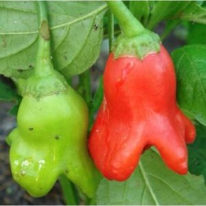 華やかな風味と独特の形状：バルーンペッパーの魅力