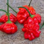 ブラジリアン・スターフィッシュ:唐辛子の新たな旅